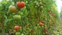 صدور ۲۴۰ تن محصول گوجه‌فرنگی گلخانه‌ای از استان سیستان و بلوچستان به کشور امارات