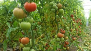 صدور ٢۴٠ تن محصول گوجه‌فرنگی گلخانه‌ای از استان سیستان و بلوچستان به کشور امارات