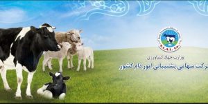 آمادگی شرکت پشتیبانی امور دام جهت خرید گوشت گوساله و مرغ