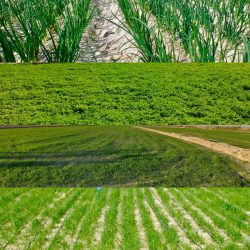 بیش از ٩٠ هزار هکتار از اراضی کشاورزی به زیر کشت محصولات پائیزه رفت