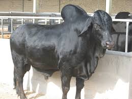 گاو سیستانی نقش مهمی در امنیت غذایی منطقه دارد