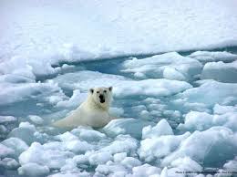 تصاویر : آب شدن یخ‌های قطب جنوب